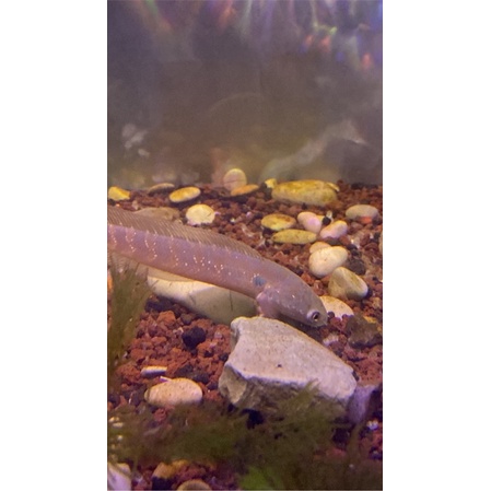 CHANNA MARU YS DAN ASIATICA RSP