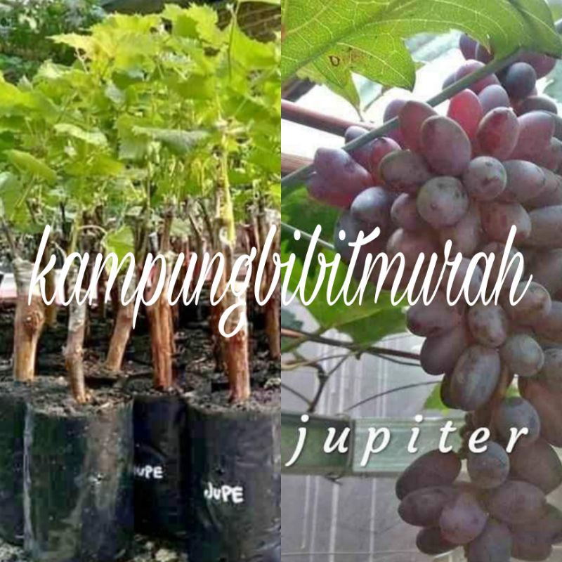 

Anggur Import Jupiter hasil grafting premium grade A