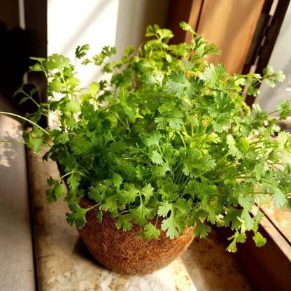 [BENIH UNGGUL] Benih/Bibit/Biji/Seed Daun Ketumbar | Coriander | Cilantro-1
