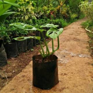 Tanaman Hias Monstera Adansoni - Janda Bolong | Shopee ...