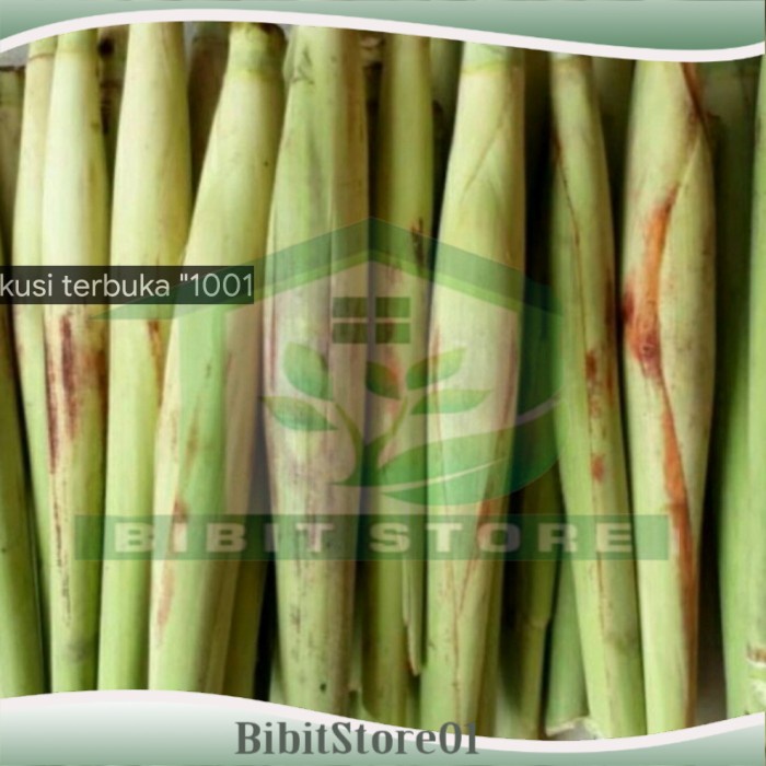 

Bahan sayur terubuk segar 500 gram