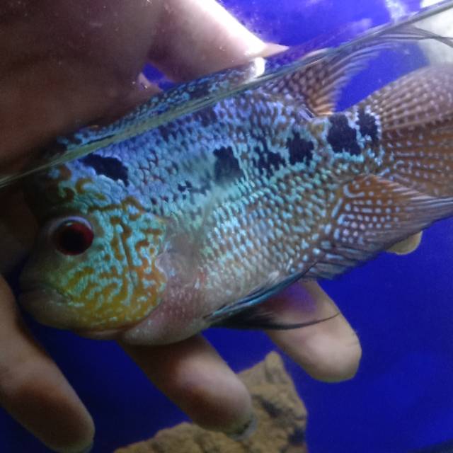 Louhan short body cencu