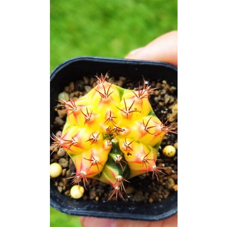 Kaktus Gymno Multicolor New Clone Form Cakep cocok untuk koleksi