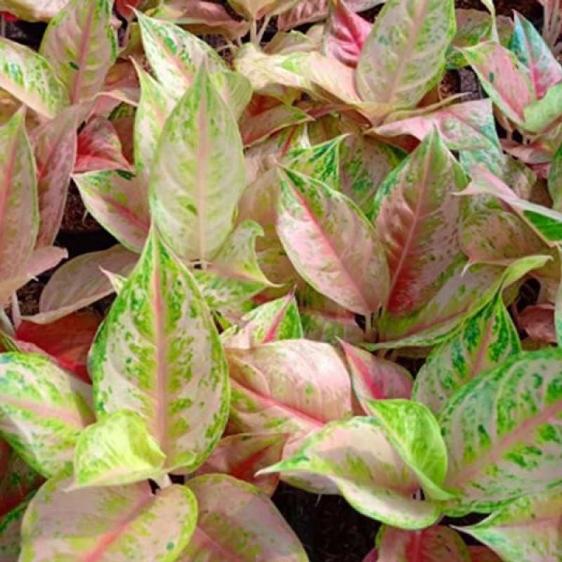 Bibitan Aglonema Anakan LOD