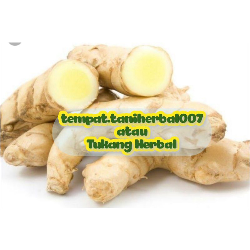 

Kunyit putih obat herbal terbaik segar baru di panen//ready stok 1kg