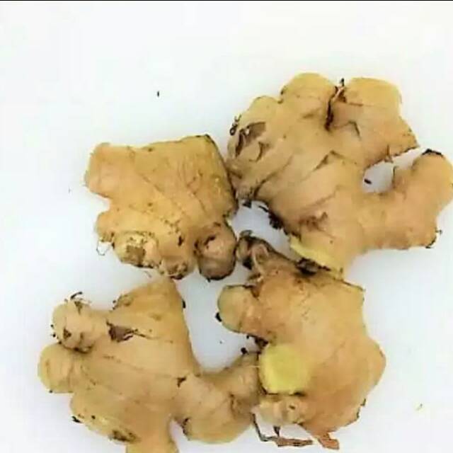 

Jahe gajah segar 1kg