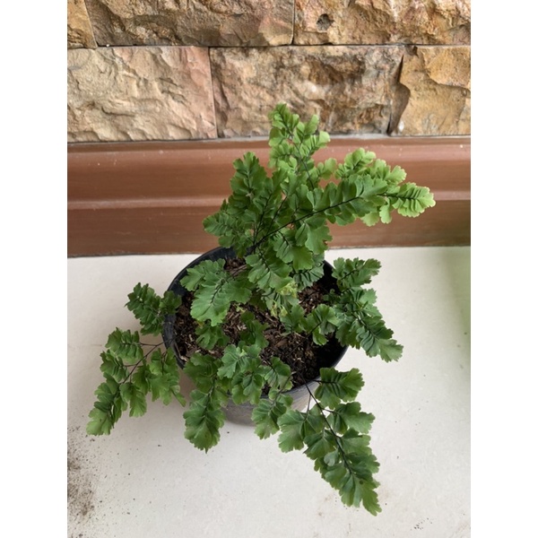 tanaman bunga suplir ekor merak