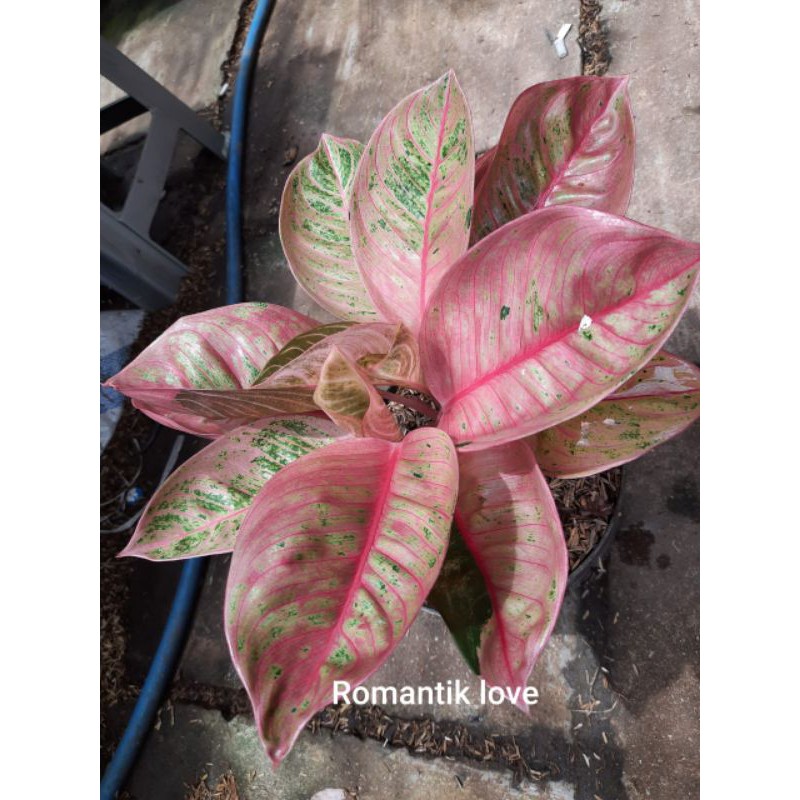 aglonema romantic love