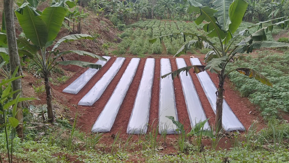 Plastik Mulsa Hitam Perak Montana Original 1 Roll 1,2m X 500m