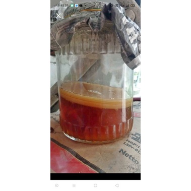 

bibit scoby / kombucha jumbo 14-15cm