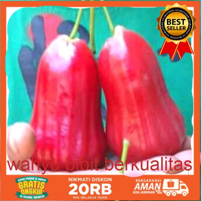 Bibit Jambu Citra Jumbo