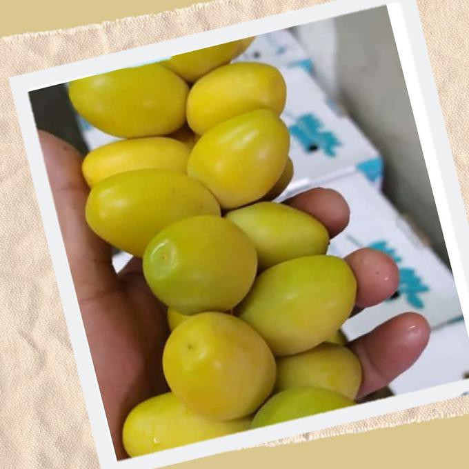 

Kurma Muda Fress Arkanamarketht
