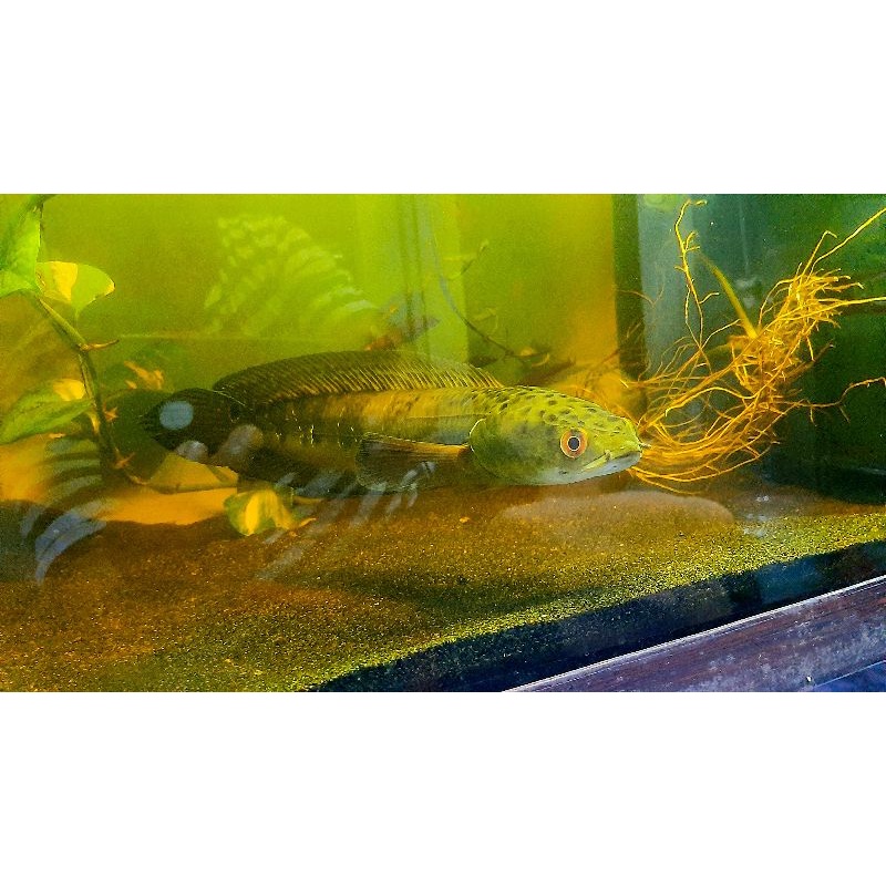 channa maru trengganu malaysia