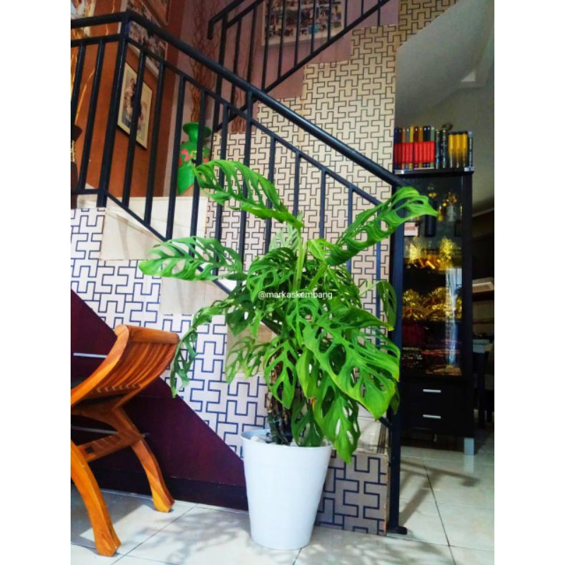 Tanaman Hias Monstera Acuminata / Janda Bolong Daun Besar
