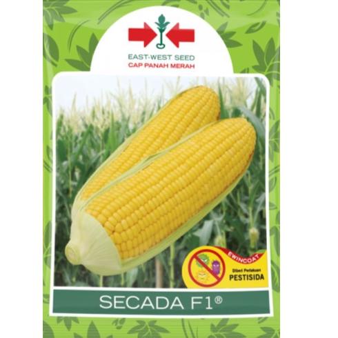 KODEo5O9a-- Benih Jagung Manis SCADA F1 isi 200 Biji