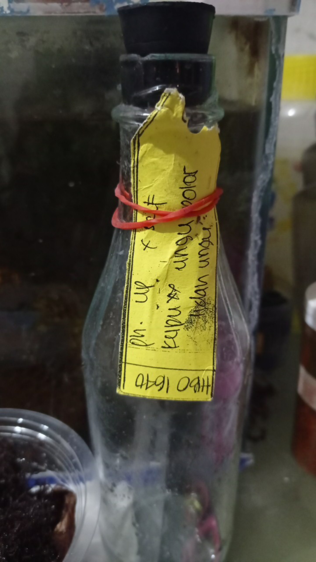 Bibit Bunga Anggrek Bulan Phalaenopsis Anggrek Botol