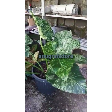 philo marbel varigata jumbo giganteum