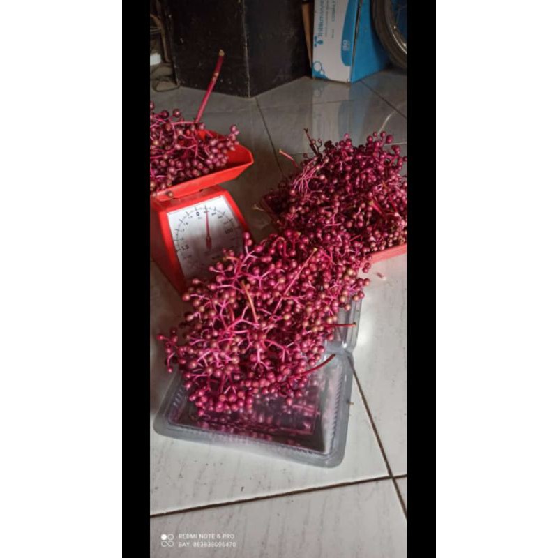 

promil dengan buah parijoto