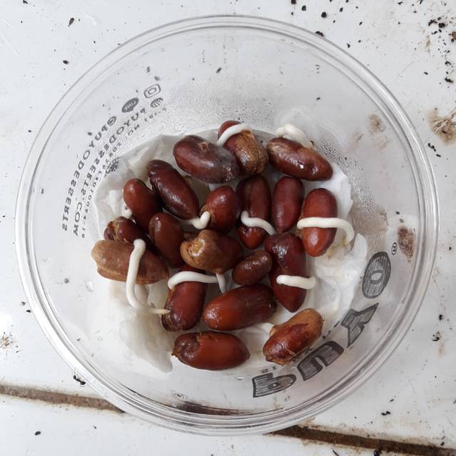 bibit benih biji pohon kurma ajwa madinah