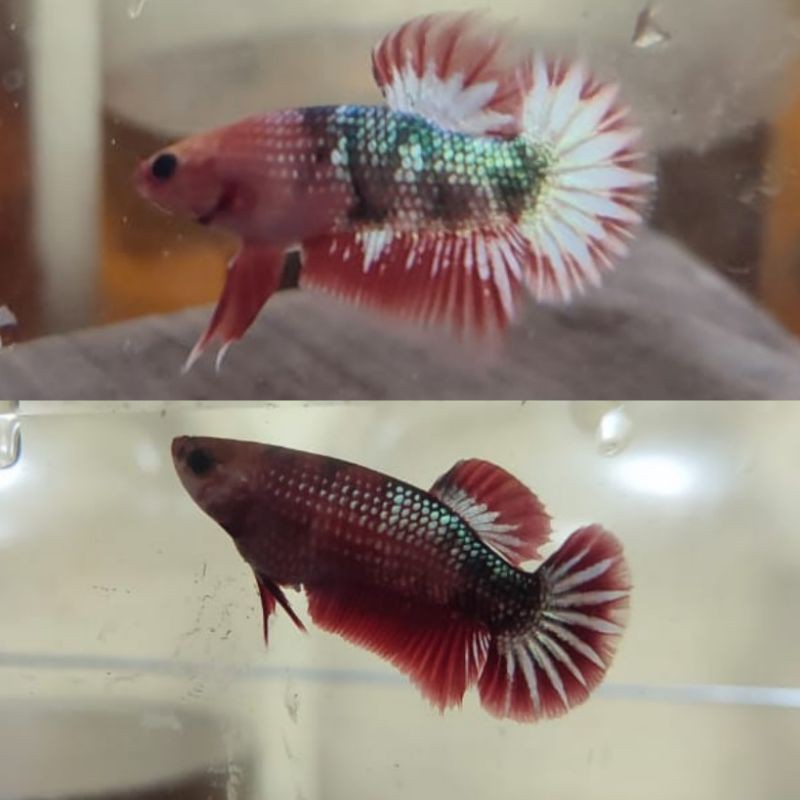 Ikan Cupang FCCP Red Head Satu Pair