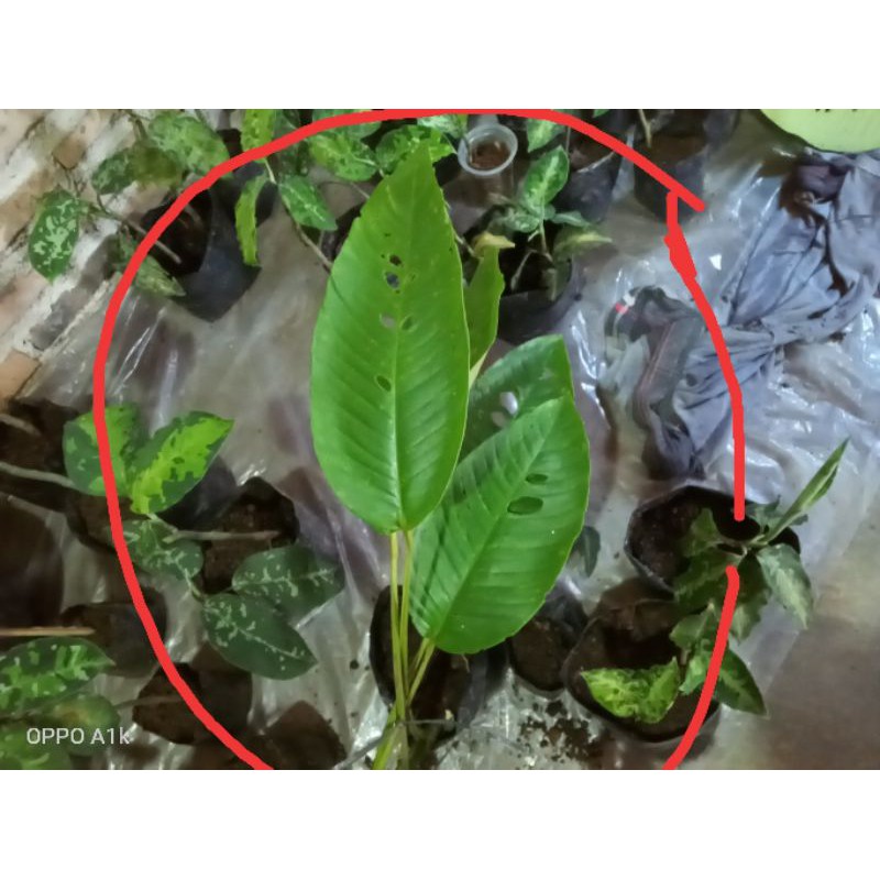 tanaman hias.rhaphidophora.foraminifera duda bolong