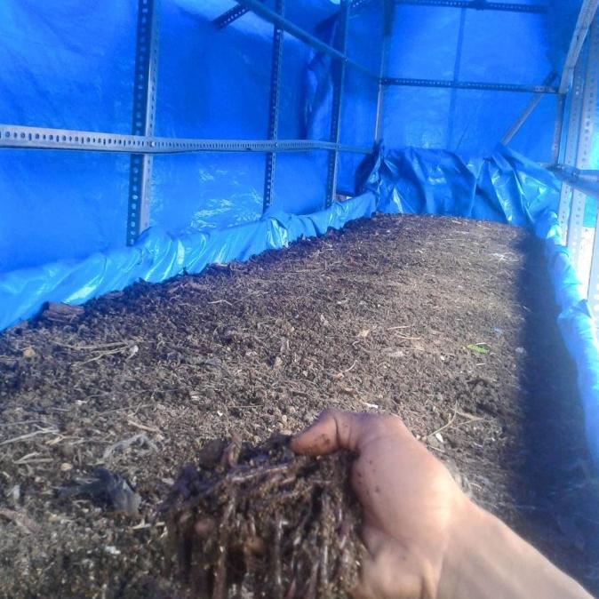 Budidaya Cacing Lumbricus