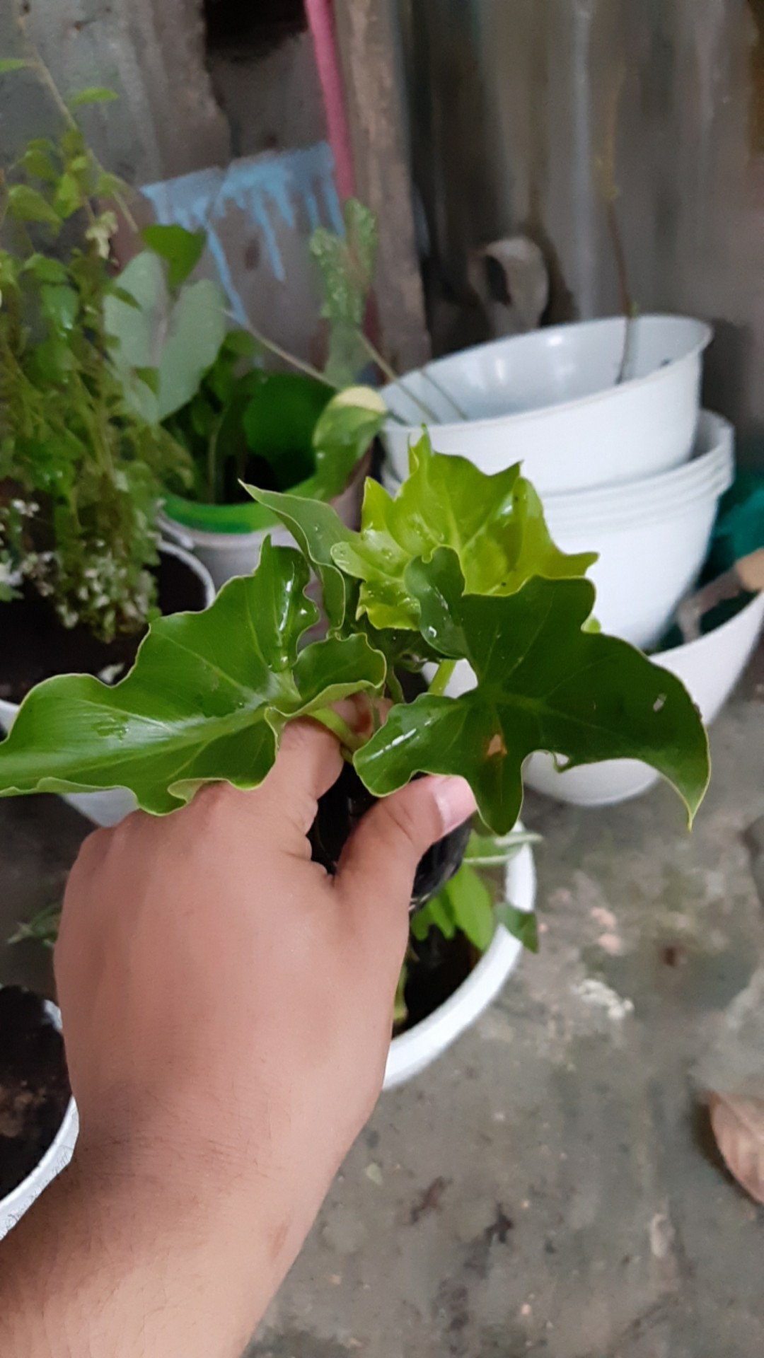 Tanaman Hias Philodendron Jari