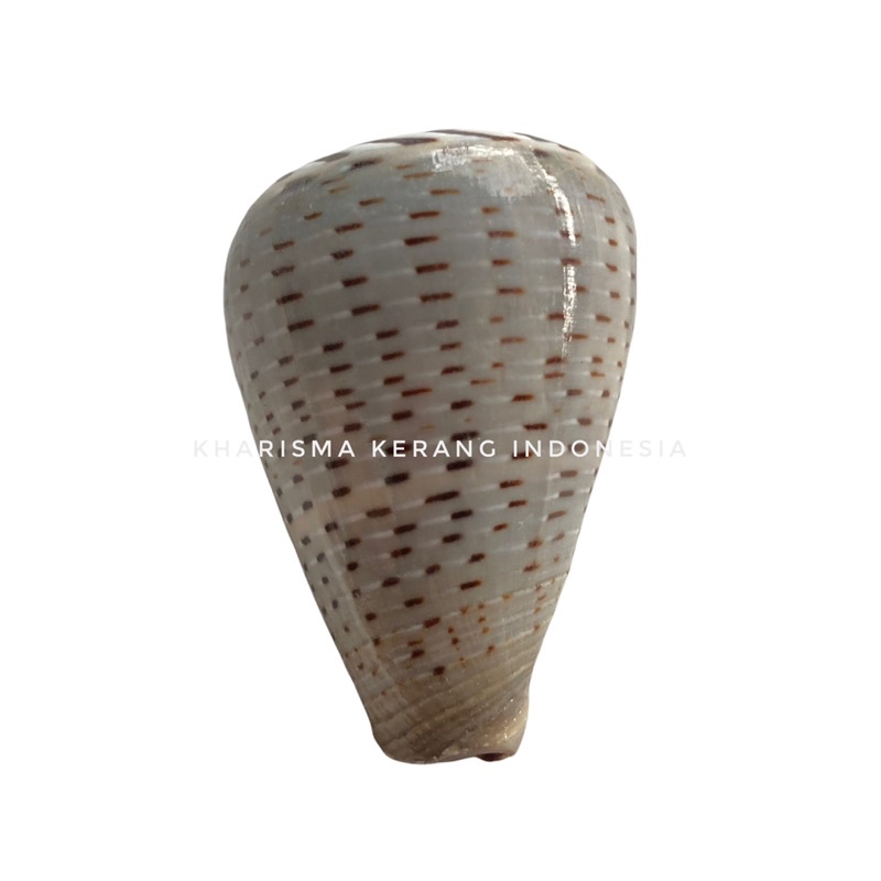 CONUS PULICARIUS SHELL CANGKANG KERANG LAUT HIAS KERANG KOLEKSI CANGKANG KERANG CANGKANG KERANG LAUT
