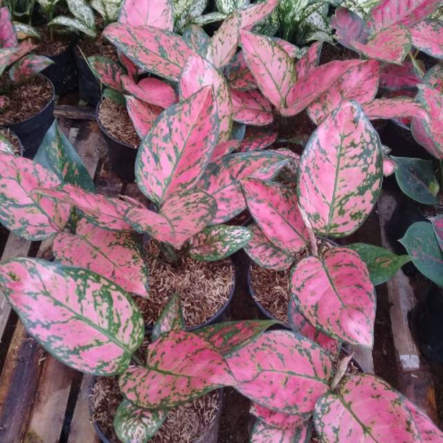 BUNGA AGLONEMA LADY VALENTINE TANAMAN AGLONEMA LADY VALENTINE MURAH MENOR WARNA PINK CANTIK