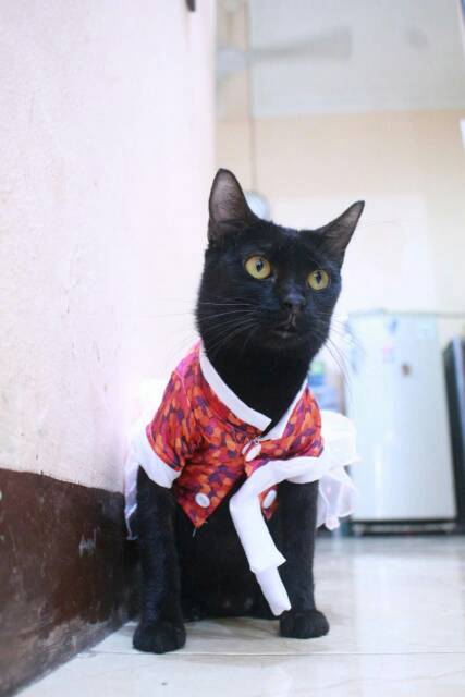 Dress hanbok tutu bunga merah lucu untuk kucing dan anjing / baju kucing murah size S M L XL