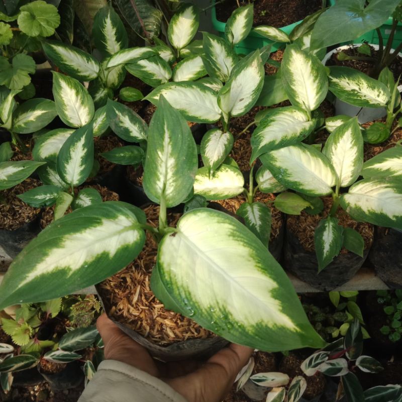 Tanaman Hias hidup Aglaonema Diven Tisue/bunga aglonema/tanaman hidup aglonema/aglonema bunga/aglone