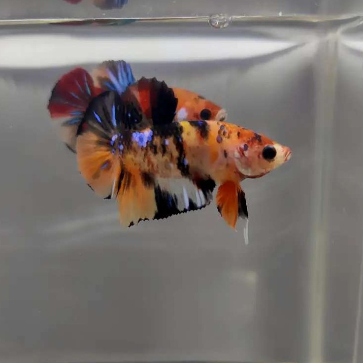 Ikan Cupang Jenis Koi Multycolour