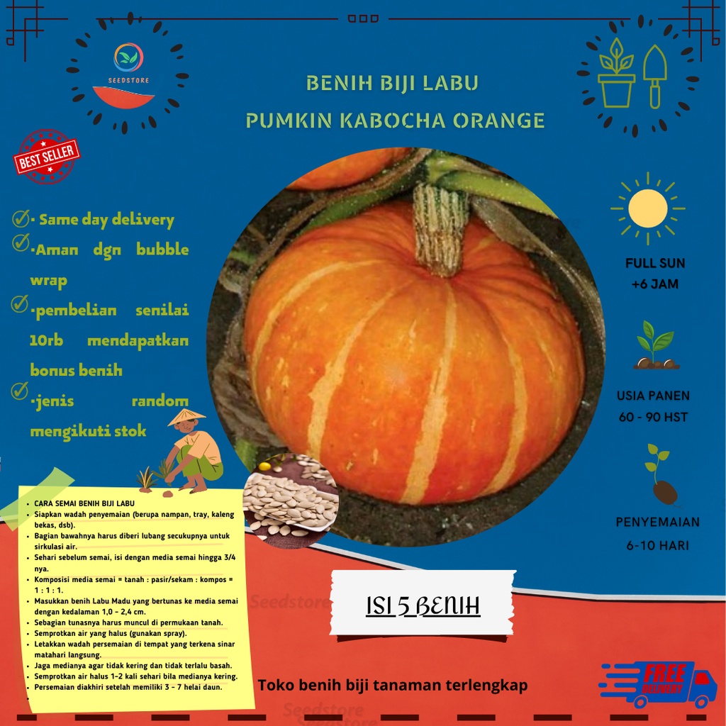 5 Benih labu Labu Pumkin kabocha orange