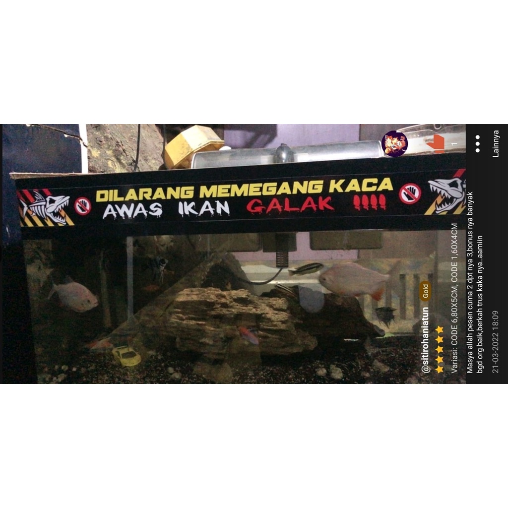 Sticker Aquarium Channa yellow Sentarum Area  | Bukan Adu Gengsi | Memandangku Gratis | Channa Lovers | Dilarang Pegang kaca | Ikan Galak | Predator Fish Area | Termurah