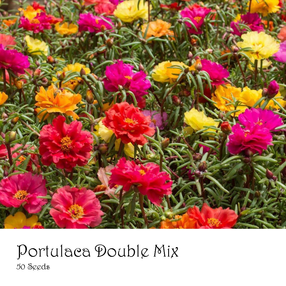 PlantaSeed - 50 Seeds - Portulaca Double Mix Biji Bunga - PAS0229