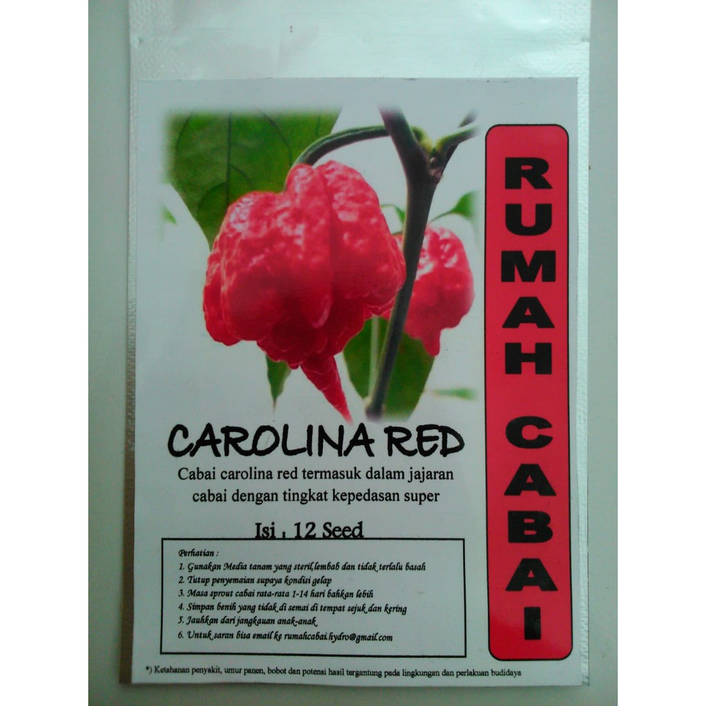 BENIH CABAI CAROLINA RED CABAI SUPER PEDAS CABAI TERPEDAS RUMAH CABAI BENIH CABE