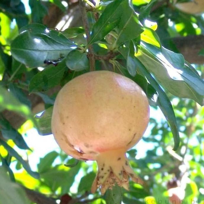 Gprs Bibit Tanaman Buah Delima Putih