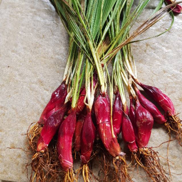 

Bawang Dayak segar (Eleutherine bulbosa) 500gr ORGANIK untuk pengobatan herbal