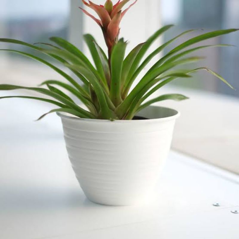 Pot Tawon / pot madu putih / pot putih / pot 12cm