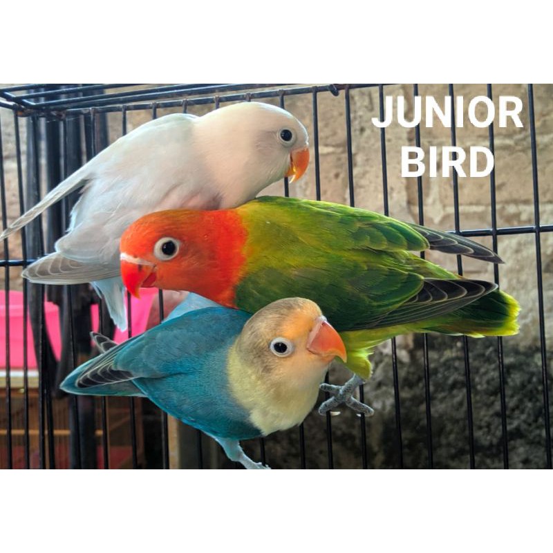 Burung love bird PB TURQUOISE RING JUNIOR LBF