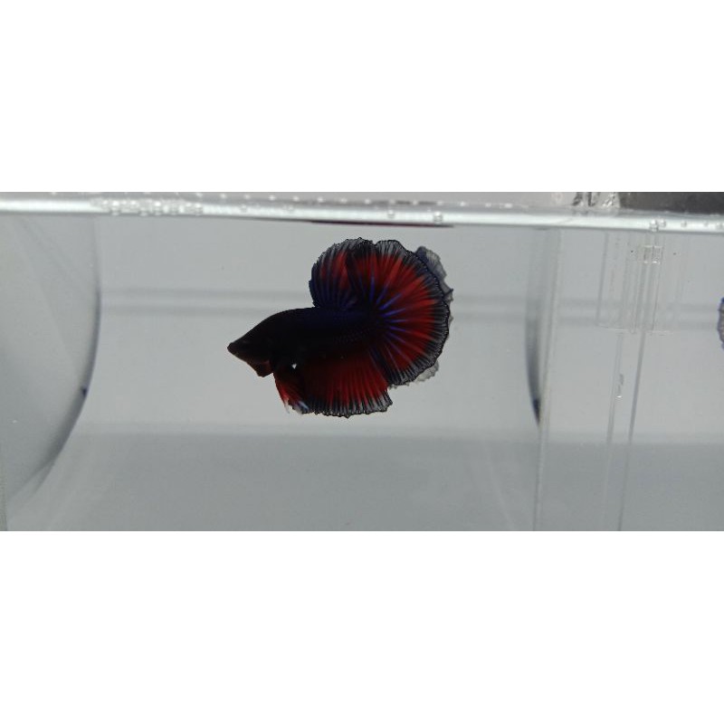 ikan cupang HM rosetail