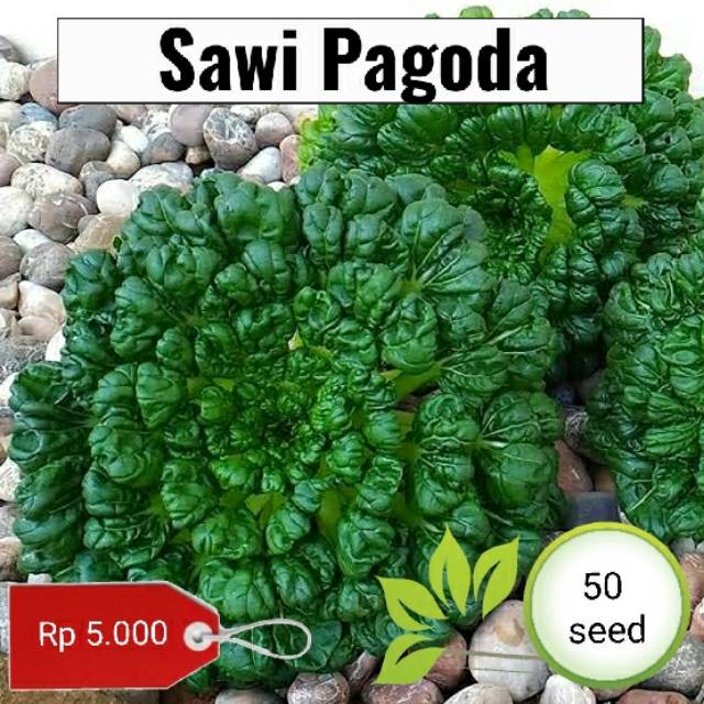 Benih sawi pagoda - 100 benih - benih biji tanaman sayur - arfiegarden