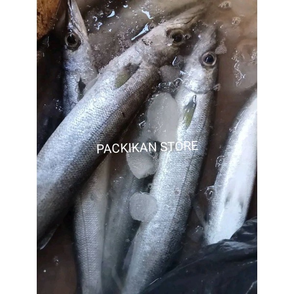 

IKAN BARAKUDA/ALU -ALU 1-2 EKOR FRSEH DAN BER GARANSI