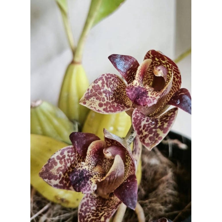 Anggrek Grammatophyllum Stafeliflorum