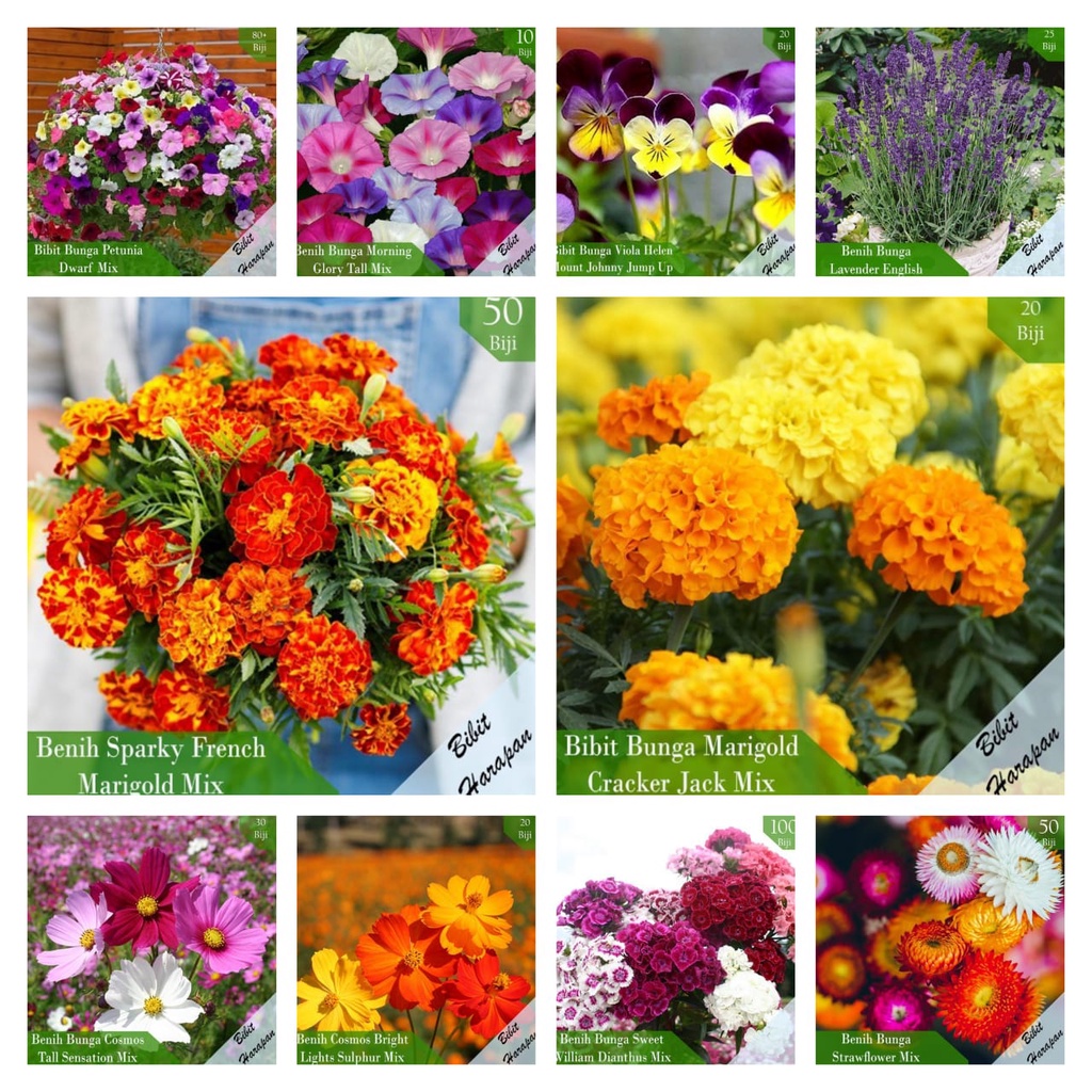 Bibit Benih Biji Bunga Hias Mawar Anggrek Aglonema Telang Matahari Rambat Hidup Krisan Lily Sedap Ma