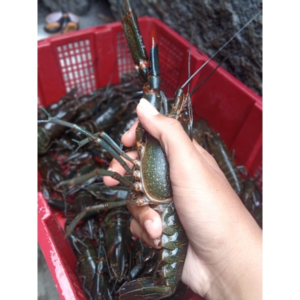 PAKET HEMAT INDUKAN(LobsterAirTawar/10 ekor + 1 Gendong telor)Size 6-inchi