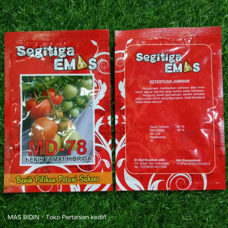 

MAS BIDIN_ Benih Tomat MD-78 segitiga emas