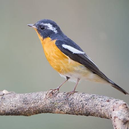 Burung Tledekan Mini Mugimaki