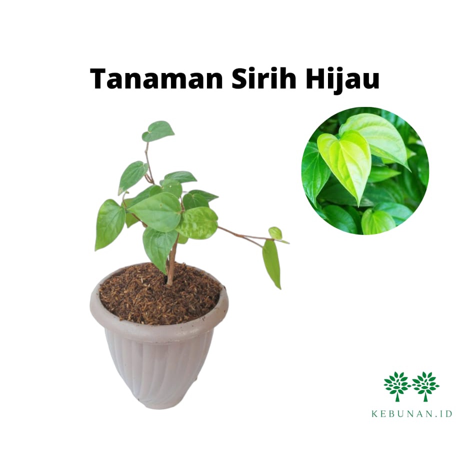 Bibit Sirih hijau/Tanaman Sirih Hijau/Suruh/Pohon Sirih Hijau