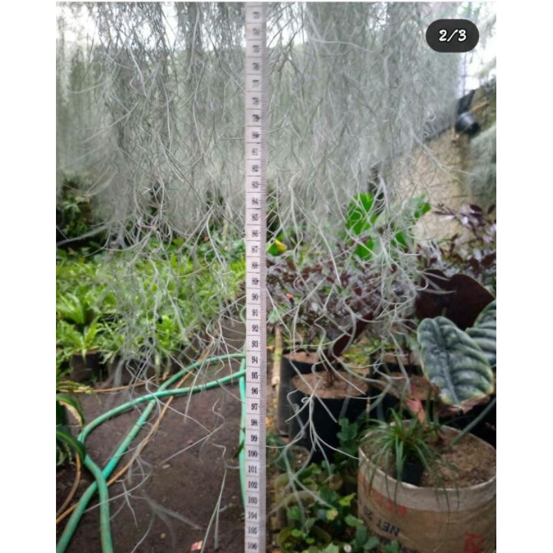 jenggot musa/dewa 100 cm